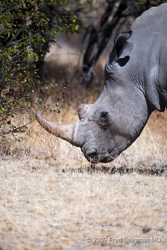 20090610_121655 D300 X1.jpg - Their only predator is the human.  The white rhino is not distinguishable by a different color.  The back rhino is much smaller and has a pointed (beak shaped) mouth compared to the wide lipped mouth of the white rhino.  There are some black rhinos in Botswana and I just missed one at a water hole at night